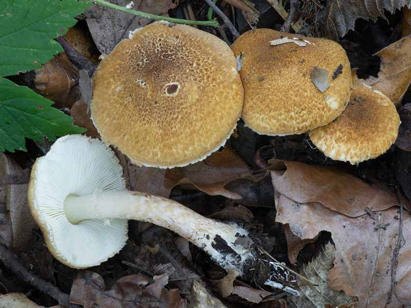 Lepiota boudieri Lepiota boudieri